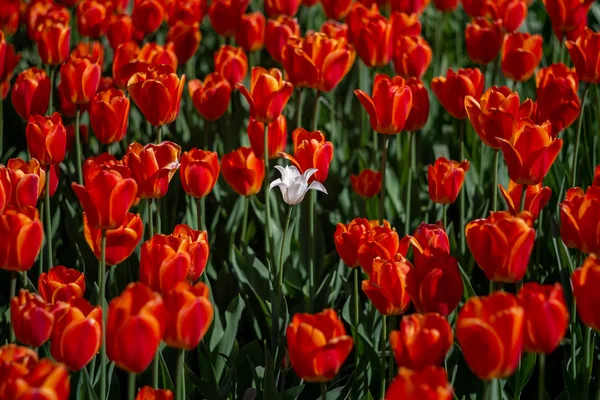 Яркие Весенние Цветы Белый Тюльпан Среди Красных Тюльпанов — стоковое фото