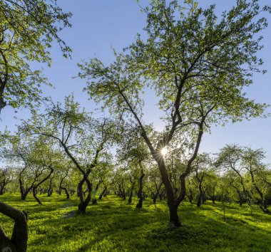Güneşli bir günde elma bahçesi. Baharın başlarında, çiçek açmadan önce..