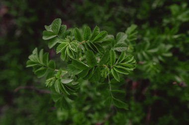 Yeşil gül ağacı çalısı. Arkaplan bırakır