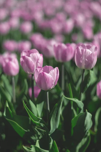 Ковер Розовых Лиловых Тюльпанов Весенние — стоковое фото