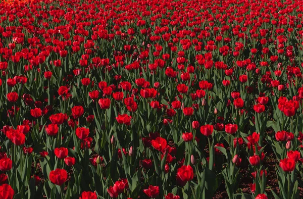 Tapis Tulipes Rouges Fleurs Printemps — Photo