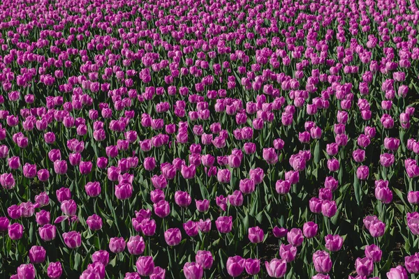 Matto Vaaleanpunainen Lila Tulppaanit Kevätkukat — kuvapankkivalokuva