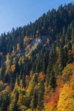 Dağların kenarındaki sonbahar ağaçları. Sochi, Rosa Khutor. Renkli sonbahar ormanı