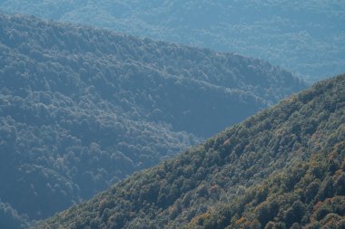 Dağ yamacında yeşil ağaçlar. Dağlardaki orman..