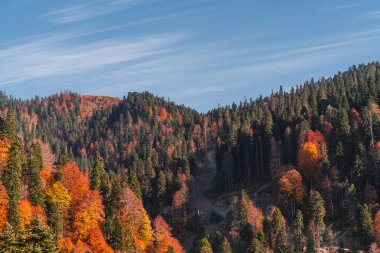 Dağların kenarındaki sonbahar ağaçları. Sochi, Rosa Khutor. Renkli sonbahar ormanı