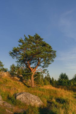 Paaso Dağı 'ndaki çam ağacı. Karelia. Tepedeki ağaç