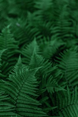 Yeşil eğrelti otu yaprakları. Ormanda bir bitki. Arkaplan