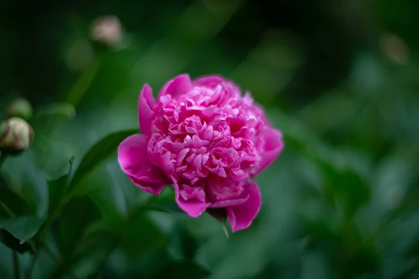 Rosa Blühende Pfingstrose Gartenpflanze — Stockfoto