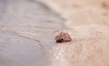 Kumlu sahilde deniz kabuğu. Bokeh. Plaj