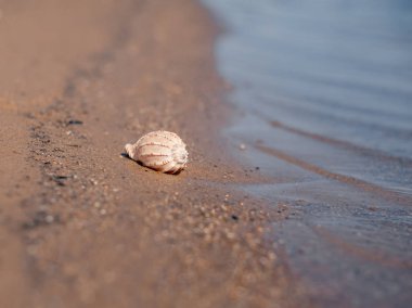 Kumlu sahilde deniz kabuğu. Bokeh. Plaj