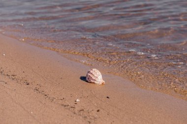 Kumlu sahilde deniz kabuğu. Bokeh. Plaj