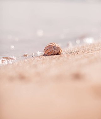 Kumlu sahilde deniz kabuğu. Bokeh. Plaj
