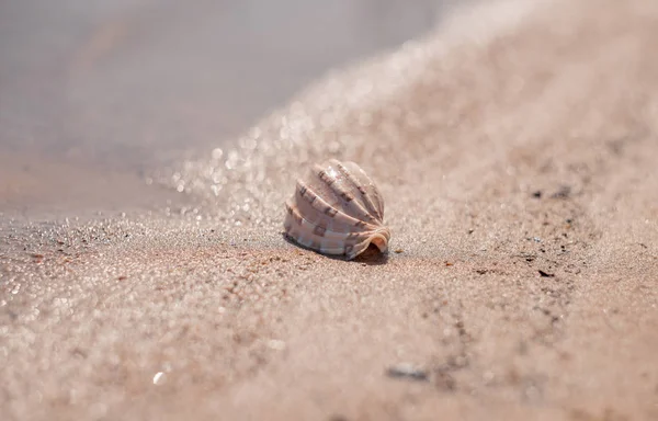 Seashell Sandy Shore Bokeh Beach — Stock Photo, Image