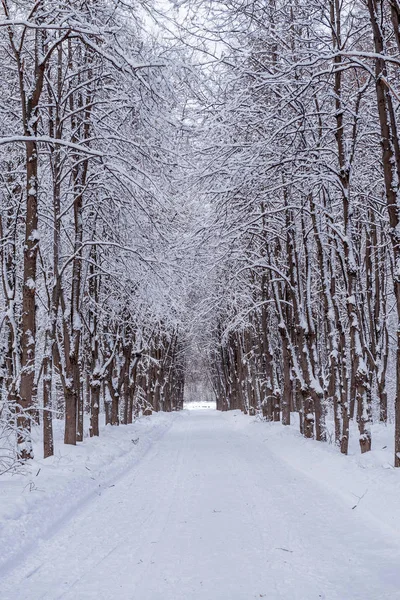 Winter alley in the forest. Snowy landscape and cold
