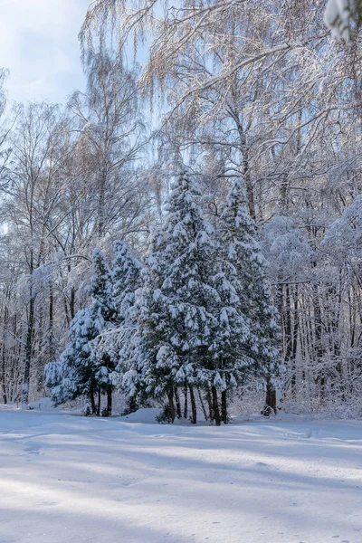 Havas Karácsonyfák Téli Erdőben Adventi Mese Tűk — Stock Fotó
