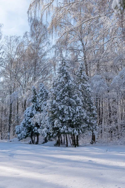 Arbres Noël Enneigés Dans Forêt Hiver Conte Avent Aiguilles — Photo