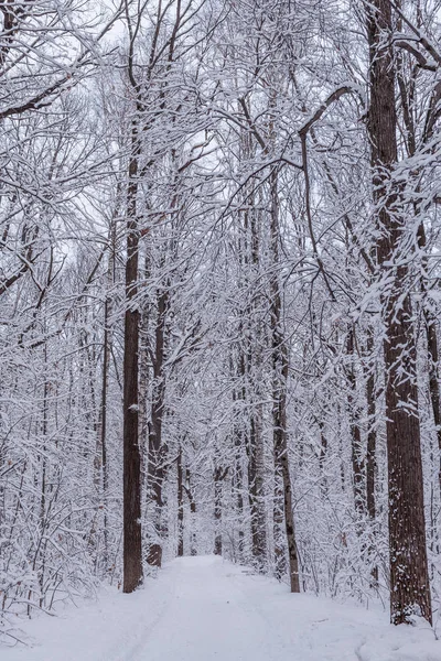 Téli Sikátor Erdőben Havas Táj Hideg — Stock Fotó