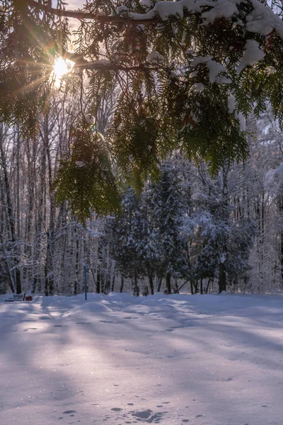 Albero Invernale Sole Rami Nella Neve Tempo Nevoso — Foto Stock