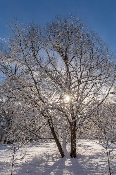 Árvore Inverno Sol Ramos Neve Tempo Nevado — Fotografia de Stock