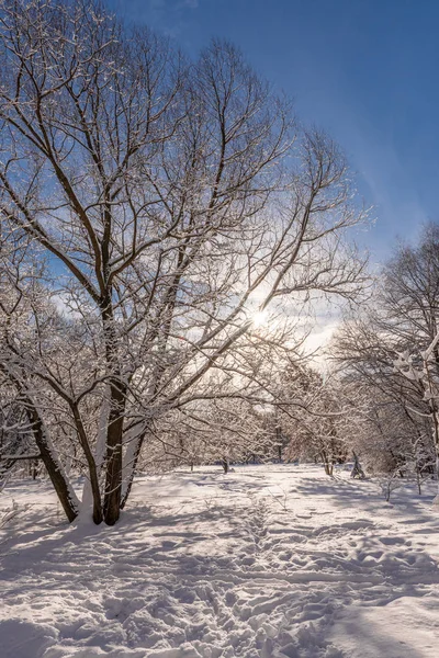 太陽の下で冬の木 雪の中で枝 雪の天気 — ストック写真