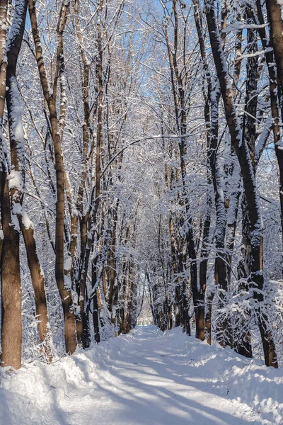 Route Enneigée Hiver Allée Météo Enneigée Dans Parc Branches Arbres — Photo