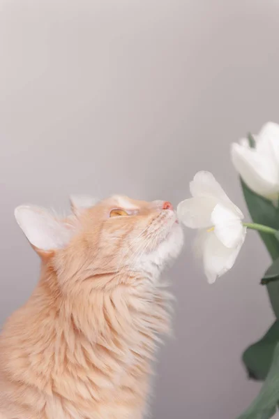Red cat funny sniffs a bouquet of white tulips