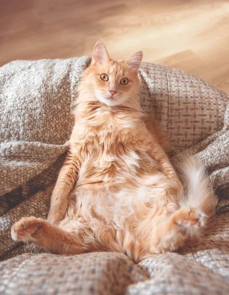 Die Rote Katze Liegt Amüsant Auf Dem Sessel — Stockfoto