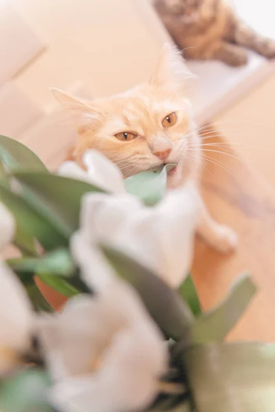 Gato Rojo Muerde Hojas Tulipán Ramo Las Flores Primaverales Gato — Foto de Stock