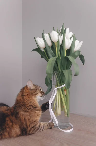 Kedi bir buket beyaz lale salıyor. Kedi bandı ısırır.