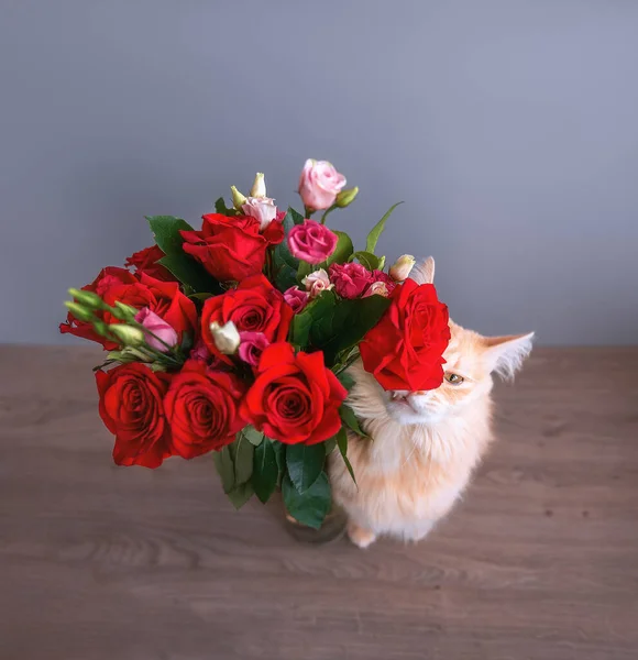 Röd Katt Och Bukett Röda Rosor — Stockfoto