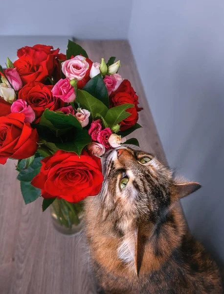 Cat Sniffs Bouquet Red Roses — Stock Photo, Image