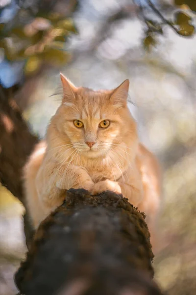 Kırmızı kedi bir ağaç gövdesinde oturuyor. Bahar Parkı. Elma ağacındaki kedi.