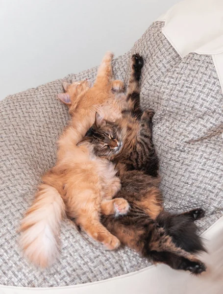 İki kedi bir koltukta uyuyor. Evcil hayvan evi fotoğrafı güzelmiş.