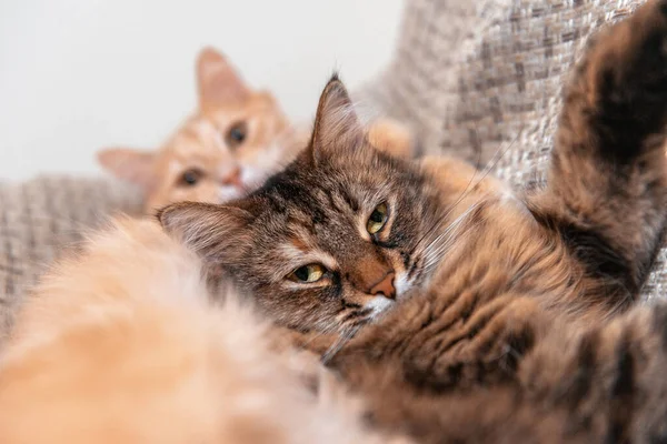Dois Gatos Dormem Numa Poltrona Adorável Animal Estimação Casa Foto — Fotografia de Stock