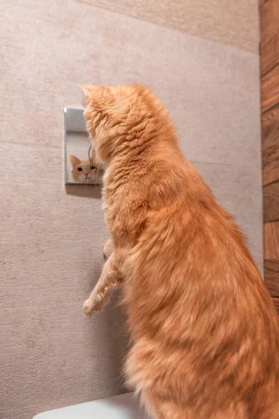 Rote Katze Sitzt Auf Einer Toilette Und Betrachtet Sein Spiegelbild — Stockfoto