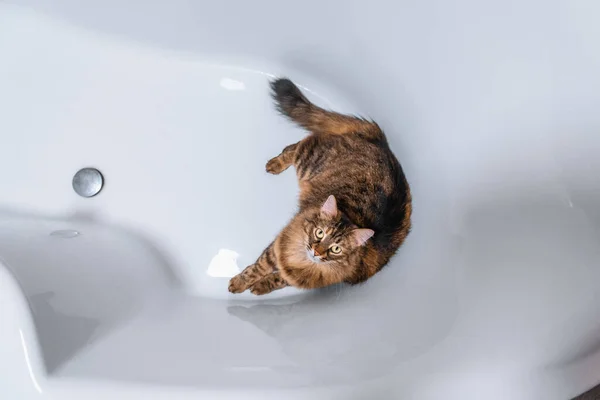 Die Katze Liegt Badezimmer — Stockfoto