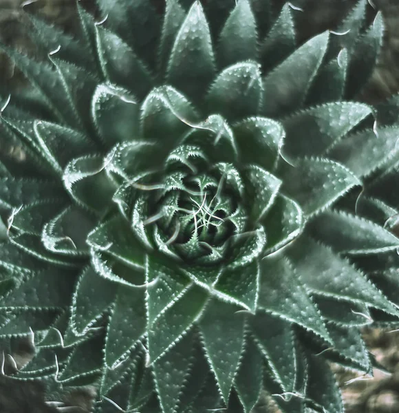 Aloe Spinöz Yeşil Çalı Desen — Stok fotoğraf