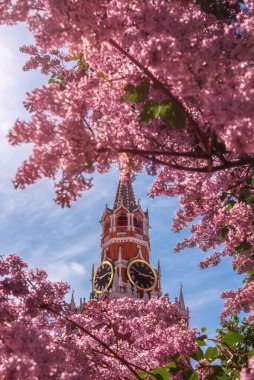 Spring Kızıl Meydanı. Moskova 'nın simgesini çiçeklerle çerçevelemek. Leylak ve Spasskaya Kulesi.