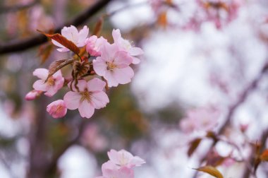 Pembe sakura çiçekleri. Bahar çiçekleri.