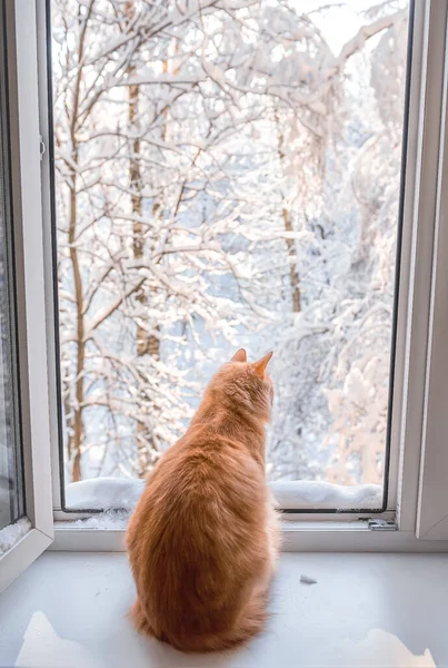 Egy Vörös Macska Ablakpárkányon Néz Ablakon Havas Tél Ablakon Kívül — Stock Fotó