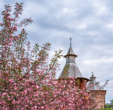 Moskova, Rusya - 20 Mayıs 2017 Kolomensky Park 'taki ahşap kilise ve çiçek açan pembe elma ağaçları