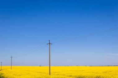 Güneşli bir günde kolza tohumu tarlası.