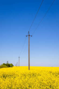 Güneşli bir günde kolza tohumu tarlası.