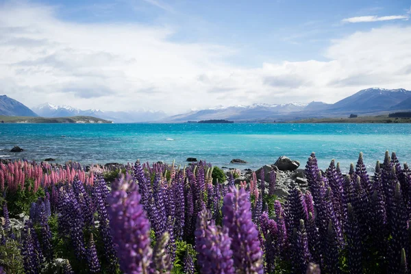 背景に紫の花と青い湾でフィールドの風光明媚なビュー — ストック写真