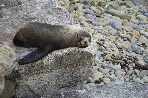 Portrait Cute Small Seal Laying Big Stone Shore Pebbles — Stock Photo, Image