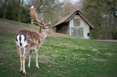Deri değiştirme geyik üzerinde duran yeşil çayır arka plan üzerinde eski ahır ile