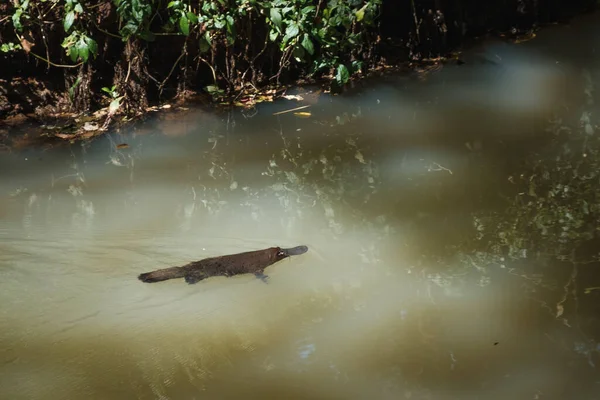 Tropikal ormanda gölette yüzen Platypus 'un manzaralı görüntüsü.