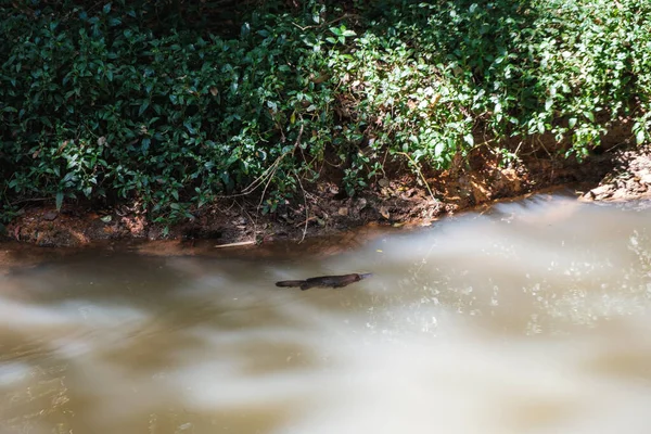 Plan Panoramique Platypus Nageant Dans Étang Forêt Tropicale — Photo