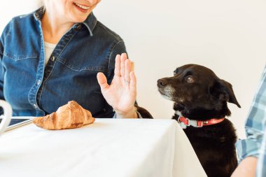 Sahibi köpeğin masadan bir kruvasan aşırmasına izin vermez. Kesilen resim, ele ve köpeğe odaklan