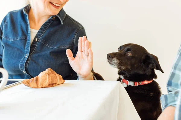 所有者は 犬がテーブルからクロワッサンをスクラウンジすることを許可しません 作物の画像 手と犬に焦点を当てます — ストック写真